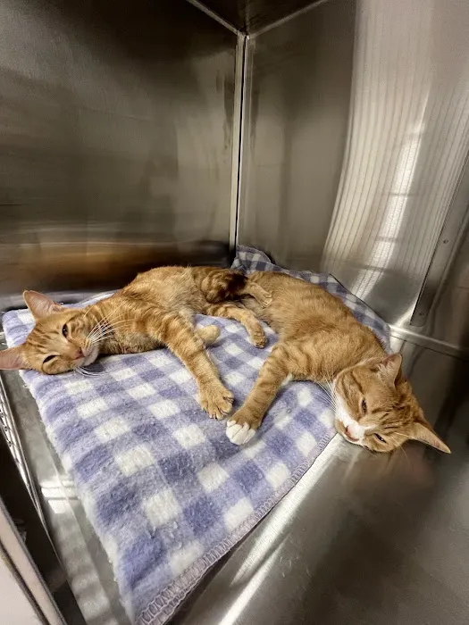 Blue Ribbon Veterinary Services Picture 2