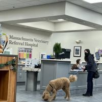 Massachusetts Veterinary Referral Hospital ico