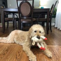 Banfield Pet Hospital ico