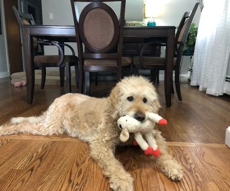 Banfield Pet Hospital