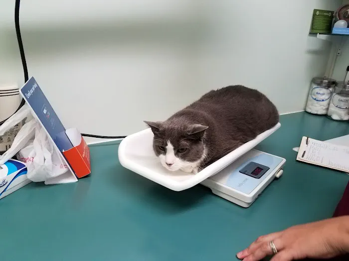 VCA City Cats Hospital Picture 1