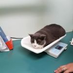 VCA City Cats Hospital