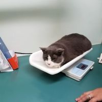 VCA City Cats Hospital ico