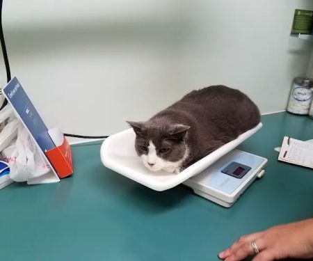 VCA City Cats Hospital