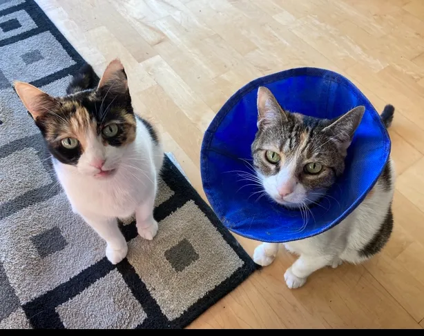 VCA City Cats Hospital Picture 3