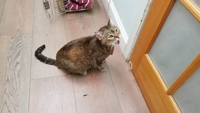 VCA City Cats Hospital Picture 4