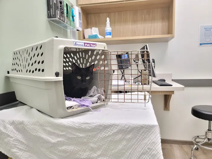 VCA City Cats Hospital Picture 5
