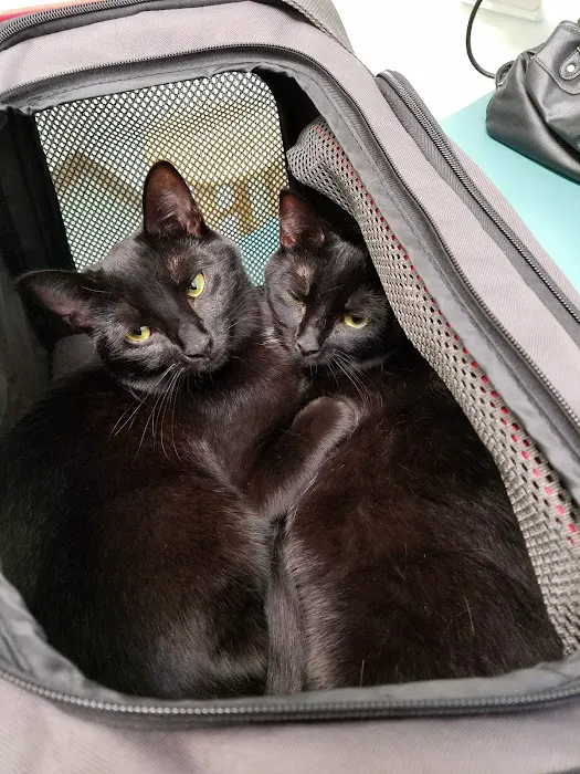 VCA City Cats Hospital Picture 7