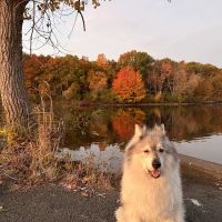 Thrive Pet Healthcare at Medford ico