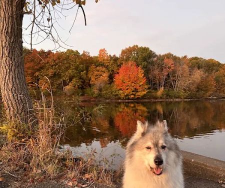 Thrive Pet Healthcare at Medford