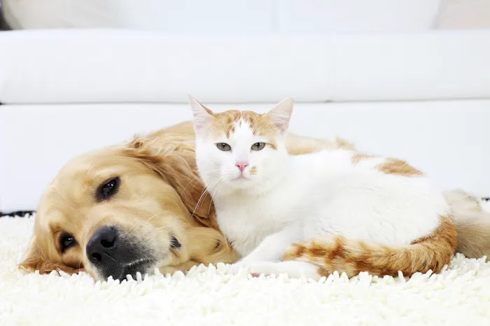 Thrive Pet Healthcare at Medford Picture 5