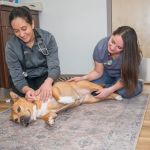 Arlington Animal Clinic