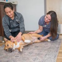 Arlington Animal Clinic ico