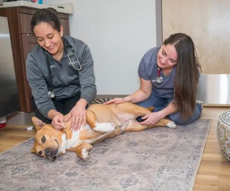 Arlington Animal Clinic