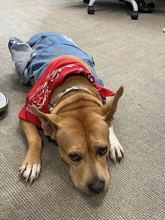 Arlington Animal Clinic Picture 3
