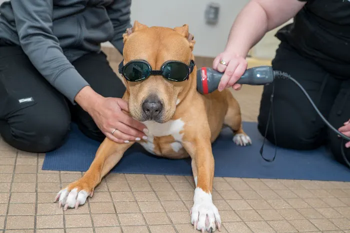 Arlington Animal Clinic Picture 7