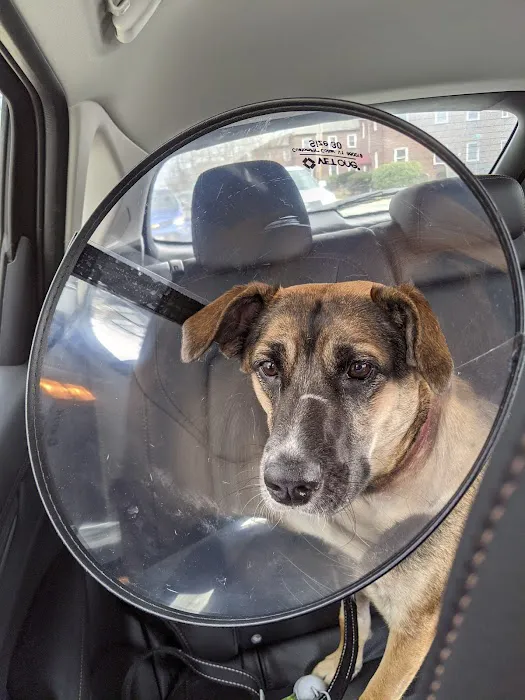 Arlington Animal Clinic Picture 8