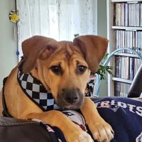 Stoneham Animal Hospital Inc ico