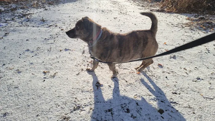 Stoneham Animal Hospital Inc Picture 4