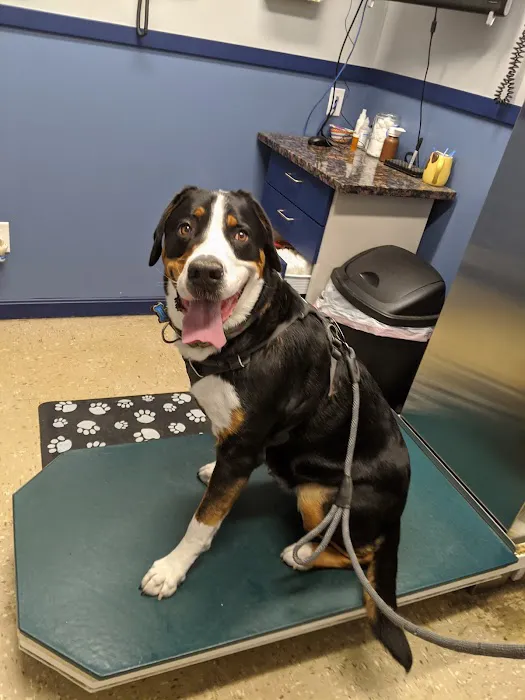 Stoneham Animal Hospital Inc Picture 7