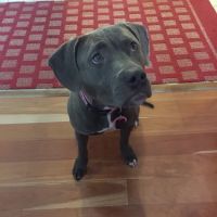 North Reading Veterinary Clinic ico
