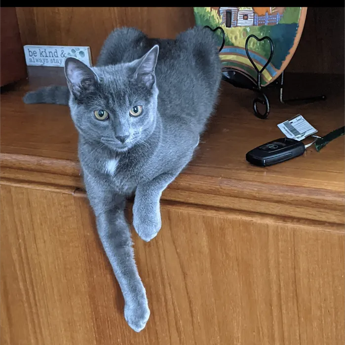 Beloved Pet Home Euthanasia and Hospice Picture 3