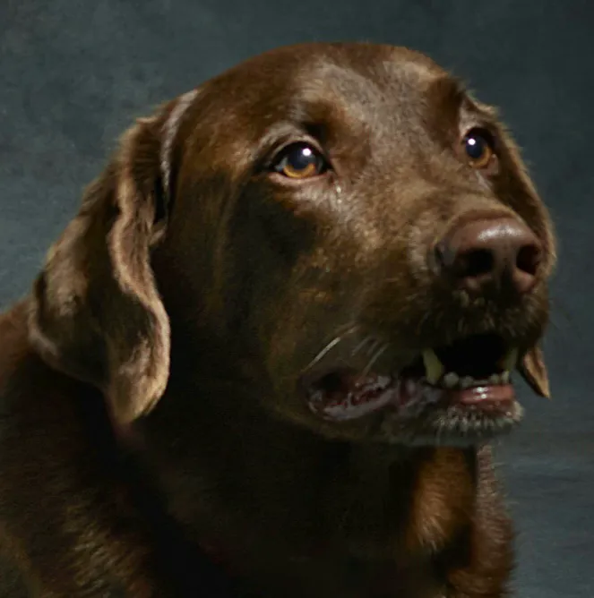 Beloved Pet Home Euthanasia and Hospice Picture 1