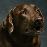 Beloved Pet Home Euthanasia and Hospice