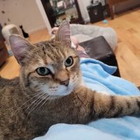Andover Animal Hospital ico