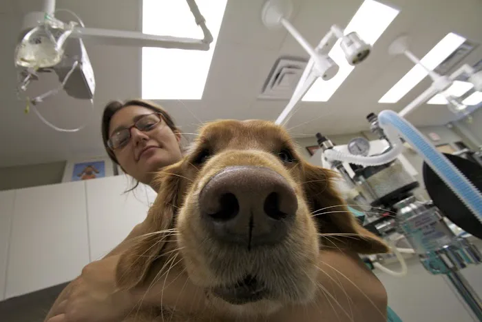 River Road Veterinary Hospital Picture 5