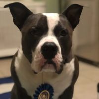 Good Dog Aquatic Fitness ico