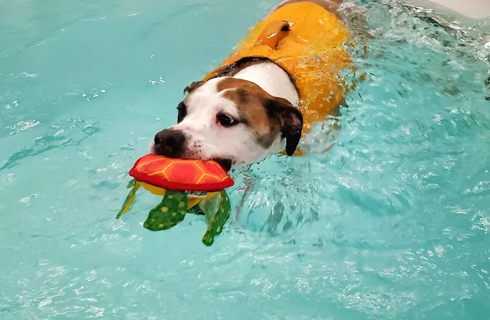 Good Dog Aquatic Fitness Picture 9