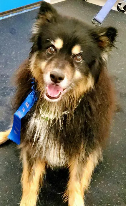 Good Dog Aquatic Fitness Picture 10