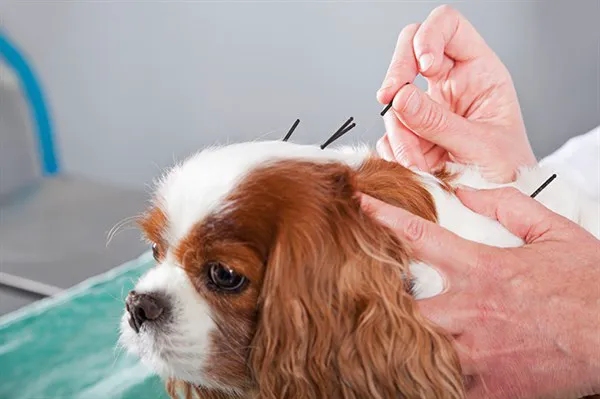 Alternative Veterinary Services LLC Picture 3