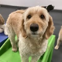 Bulger Veterinary Hospital ico
