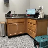 East Mill Animal Hospital ico