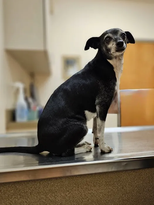 Animal Clinic of Madison Picture 8