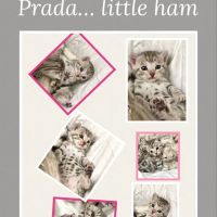 Purr Palz Bengals ico
