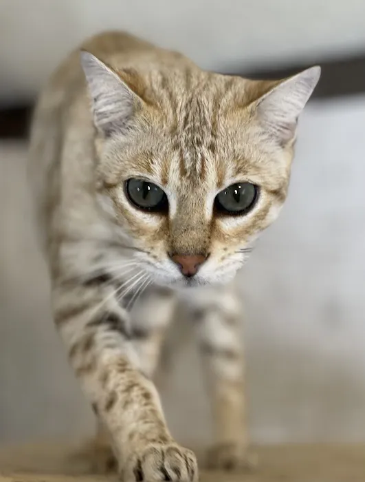 Purr Palz Bengals Picture 4