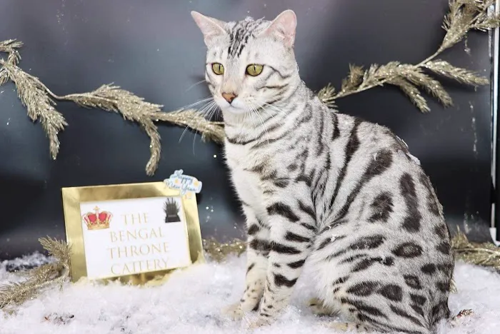 Purr Palz Bengals Picture 7