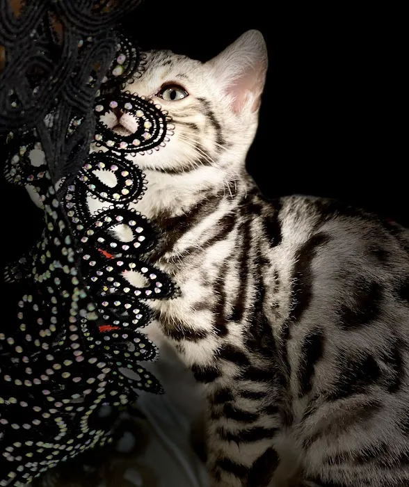 Purr Palz Bengals Picture 8
