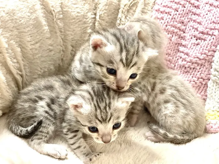 Purr Palz Bengals Picture 5