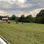 Latitude 36 Mobile Veterinary