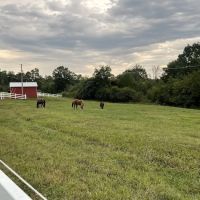 Latitude 36 Mobile Veterinary ico