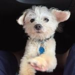 Blue Ridge Veterinary Hospital