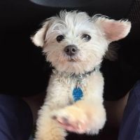 Blue Ridge Veterinary Hospital ico