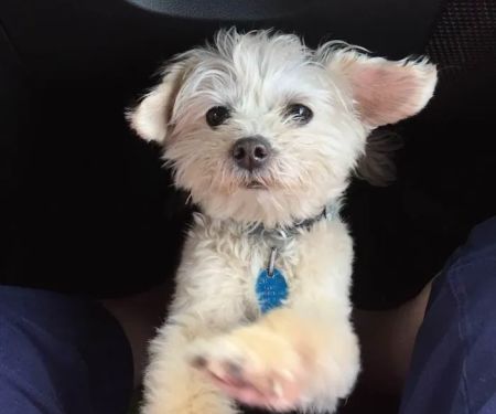 Blue Ridge Veterinary Hospital