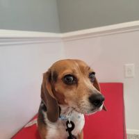 Hightowers Animal Hospital ico