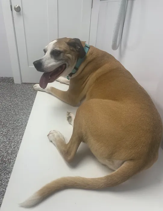 Hightowers Animal Hospital Picture 6