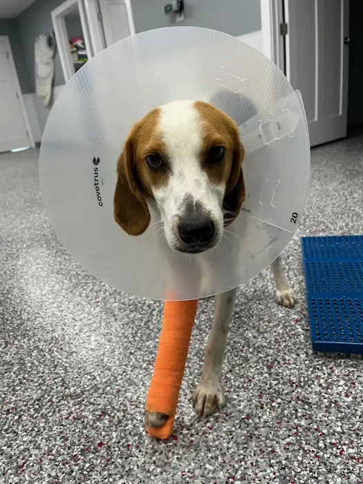 Hightowers Animal Hospital Picture 9